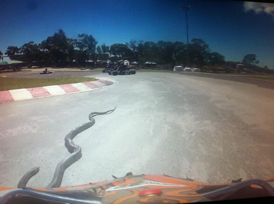 Onboard_snake